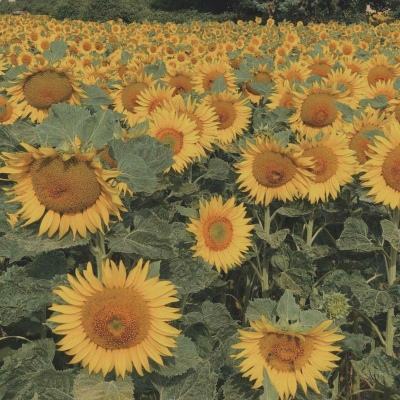 新世纪棋牌下载手机版