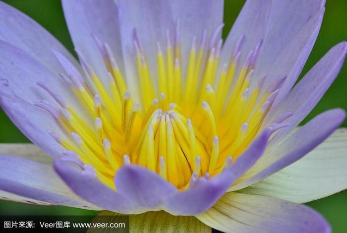 五色莲花的含义；五色莲花图
