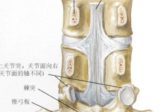 腰椎佛家怎么回事（佛家解释腰椎骨折）