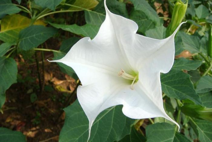 佛教四大名花是什都有什么花（佛教的四大名花的意义）