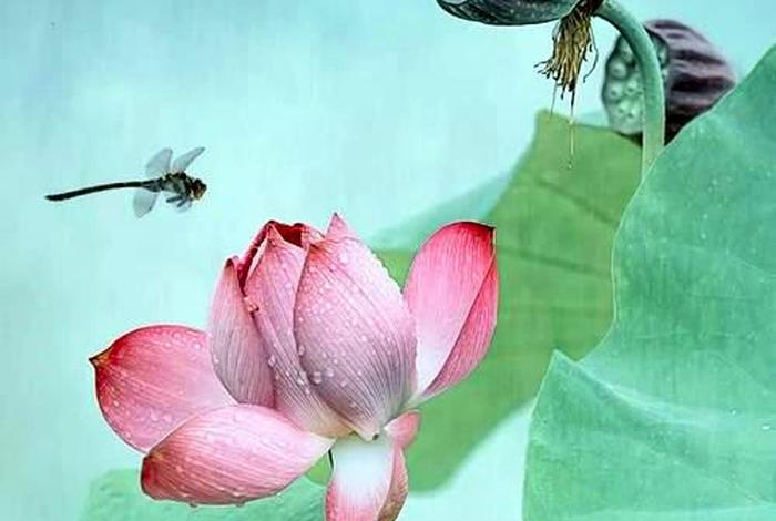 佛教小知识莲花图片大全大图（佛教莲花图片大全头像 微信）