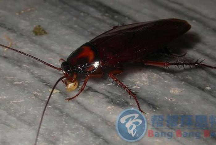 佛教怎么看蟑螂 佛教蟑螂算杀生