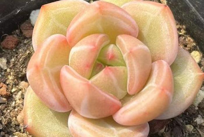 多肉新手入门自学，多肉植物新手种植入门
