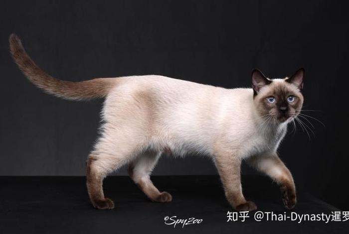 泰国暹罗知识，暹罗thai