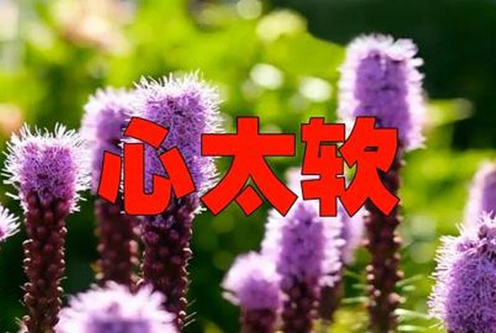 心太软意思是、1心太软