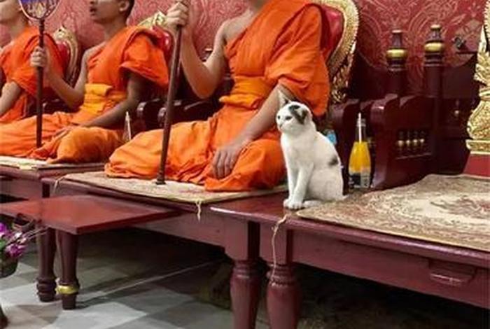 佛教给猫做皈依，给自家宠物做皈依