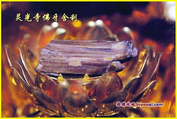 佛教舍利的传奇故事；佛舍利视频