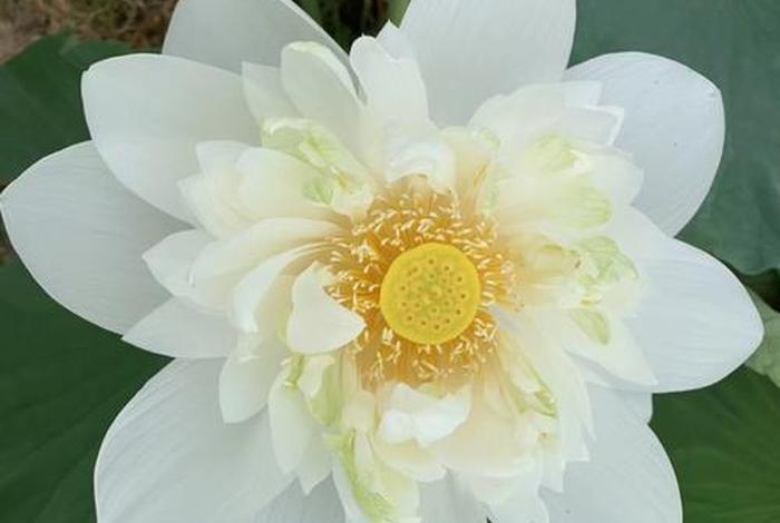 佛教莲花瓣多少个（佛教莲花瓣儿图片大全）