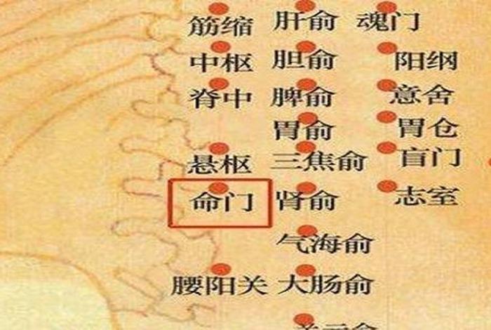 命门是什么、命门是什么脏腑