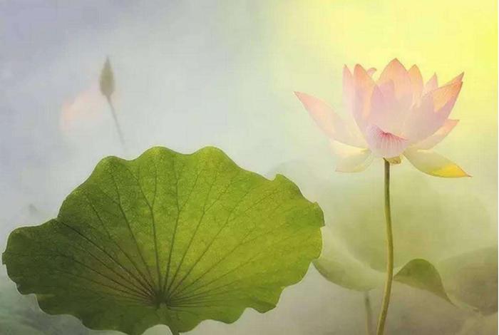 莲与佛教；莲与佛教的知识