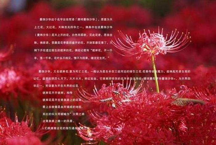 佛教星辰的经文（佛教星辰的经文是什么）