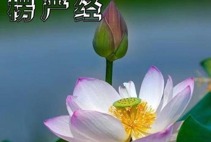 念佛是本性念佛吗 念佛是本性念佛吗怎么念