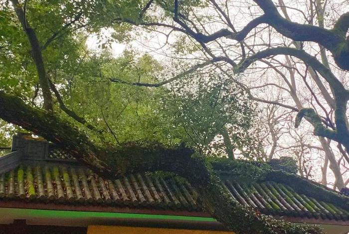 佛教灵隐寺庙视频，播放灵隐寺