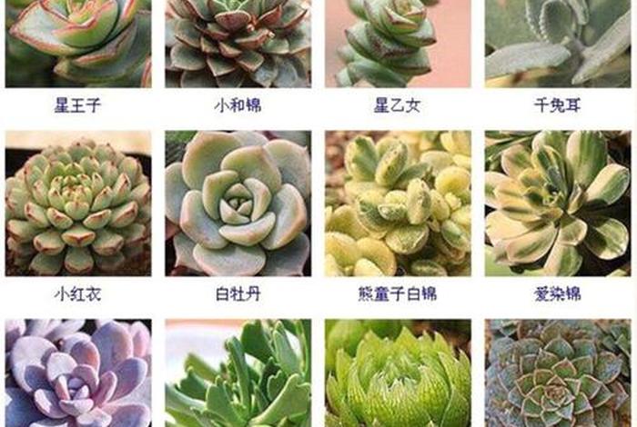 多肉的前世今生图片；多肉的来历