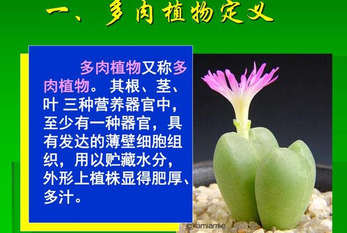 多肉植物讲座、多肉植物培训课件