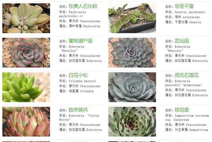 多肉入门基础知识100条 - 多肉植物入门