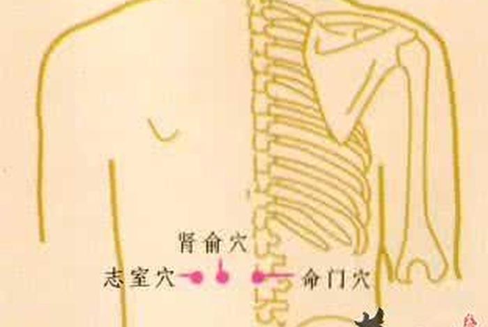 命门如何打通（怎样打通命门）