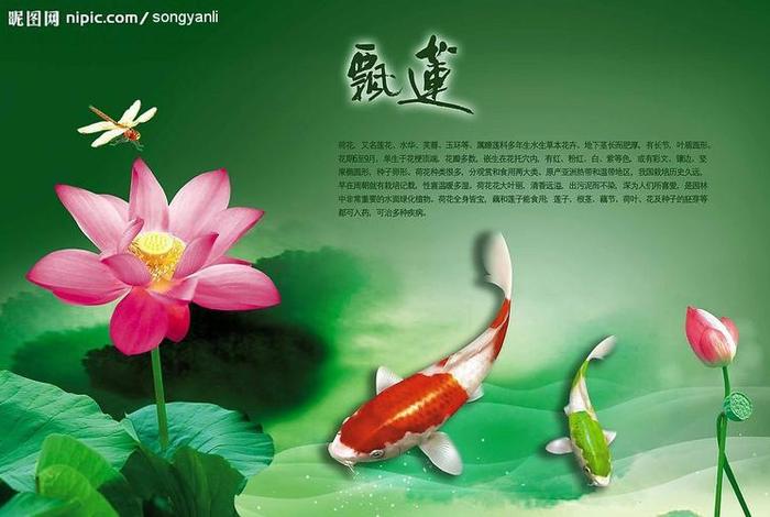 佛教中莲花代表什么意思（佛教中莲花代表什么意思呢）