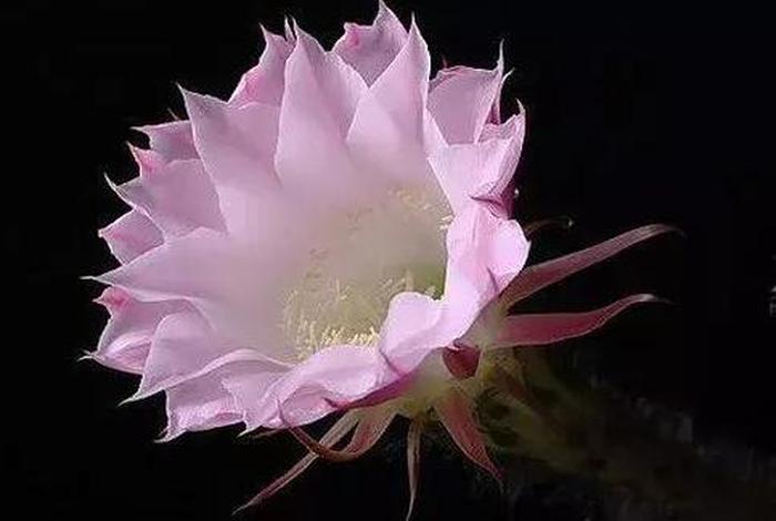 佛教四大名花是什都有什么花（佛教的四大名花的意义）