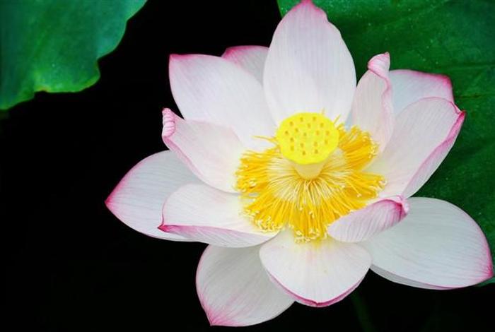 佛教中莲花 - 佛教中莲花十种寓意