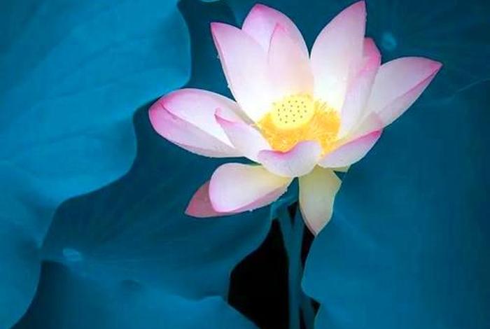 佛教莲花头像高清图片大全，佛教莲花图片 微信 意境