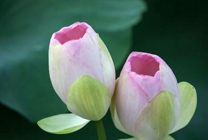 莲花骨朵图片大全（莲花骨朵的寓意）
