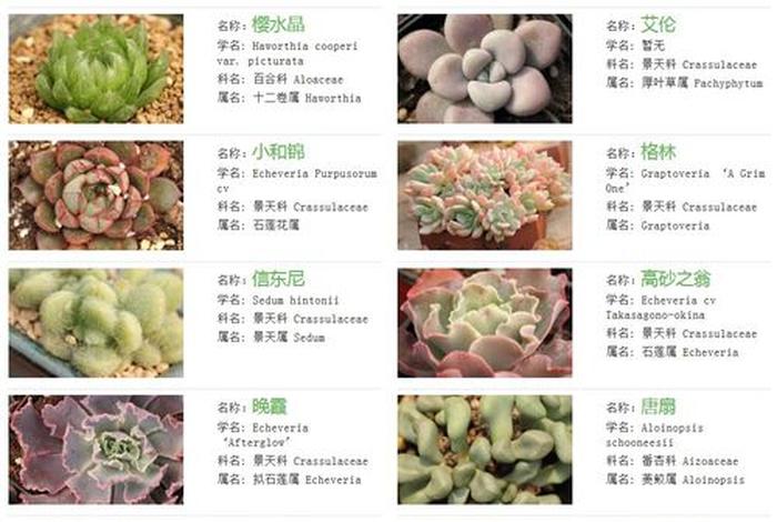 多肉知识，关于多肉植物的资料