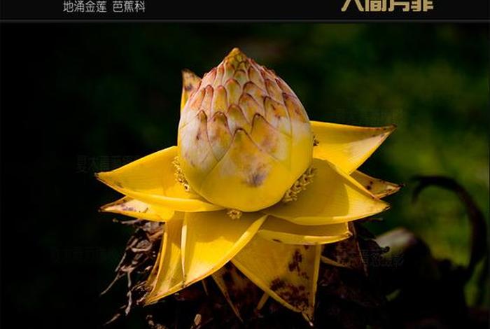 佛教中的植物；佛教的植物有什么