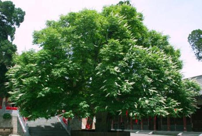 佛教的文化植物 - 佛学植物