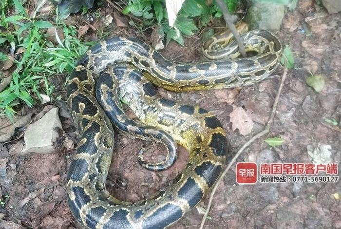 佛教放生蛇视频 - 放生蛇是什么意思
