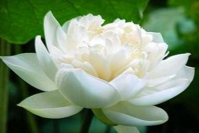 佛教小知识莲花图片大全大图（佛教莲花图片大全头像 微信）