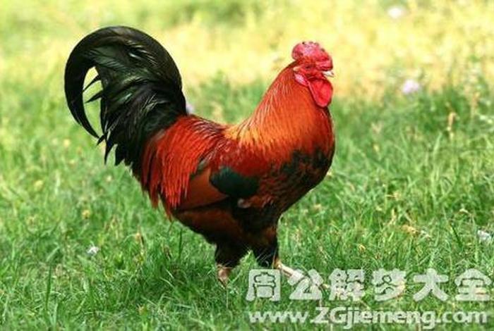 梦见鸡的神秘寓意与启示、梦见鸡有什么寓意