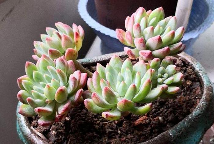 多肉新手入门自学，多肉植物新手种植入门