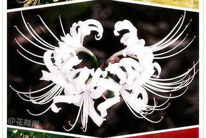 佛教之花曼陀罗花；曼陀罗花啥意思