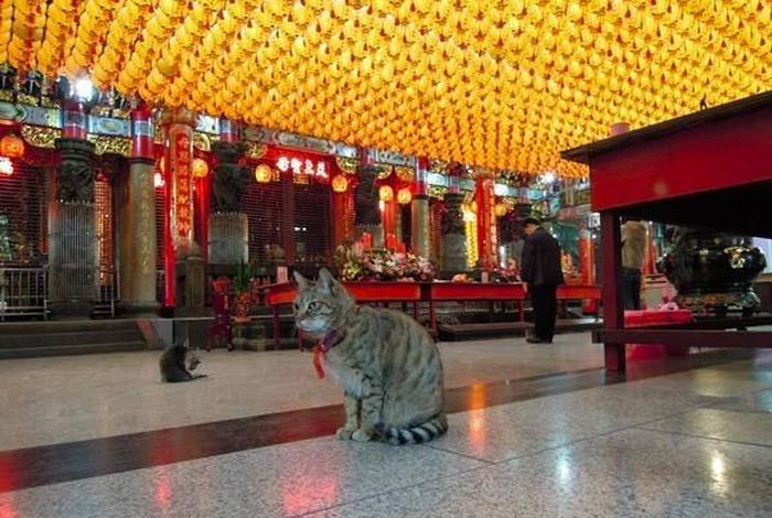 佛家认为小猫死后怎么处理、佛教关于埋葬死去的猫