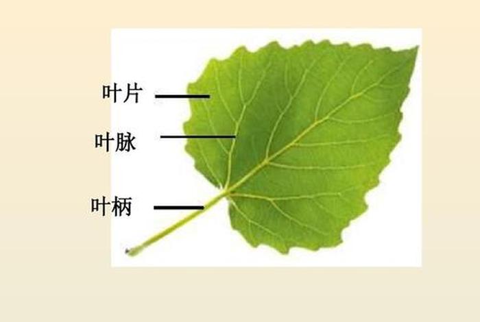 何为三叶；三叶是指什么