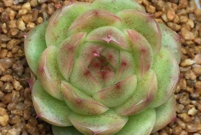 多肉植物英文文案图片高清 - 多肉植物英文文案图片高清版