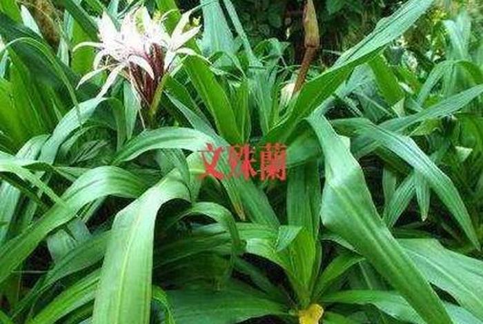 佛教花和果代表什么、佛教4种花