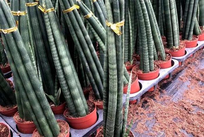 佛教解释一下植物 佛教说植物