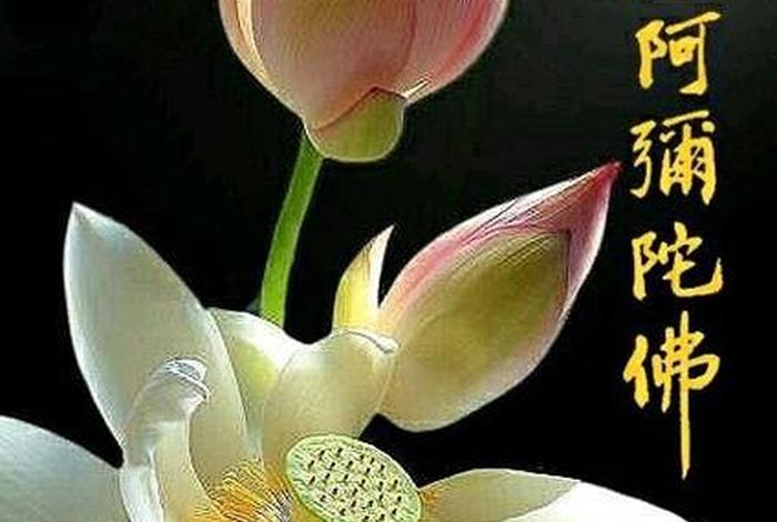 净土禅怎么样修 - 净土禅心是什么意思