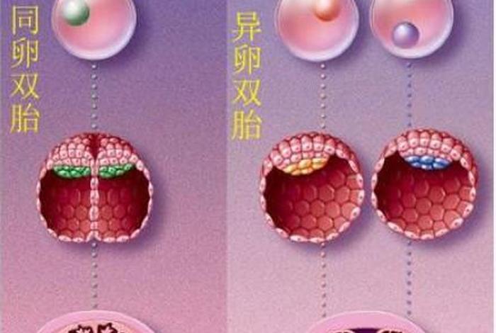 双胞胎代表什么意思（双胞胎是什么意思）