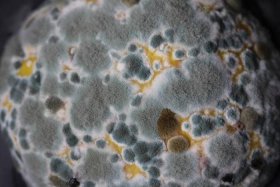 佛教怎么看待微生物、佛教怎么看待微生物的存在