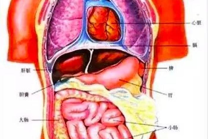 命门是什么、命门是什么脏腑