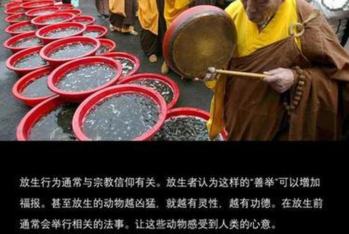 佛教文化放生；佛教放生的起源