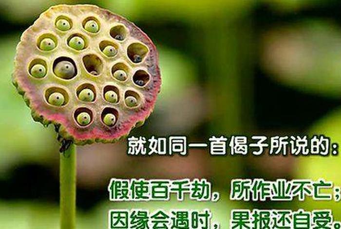 佛教教育短片（佛教教育短片故事视频）