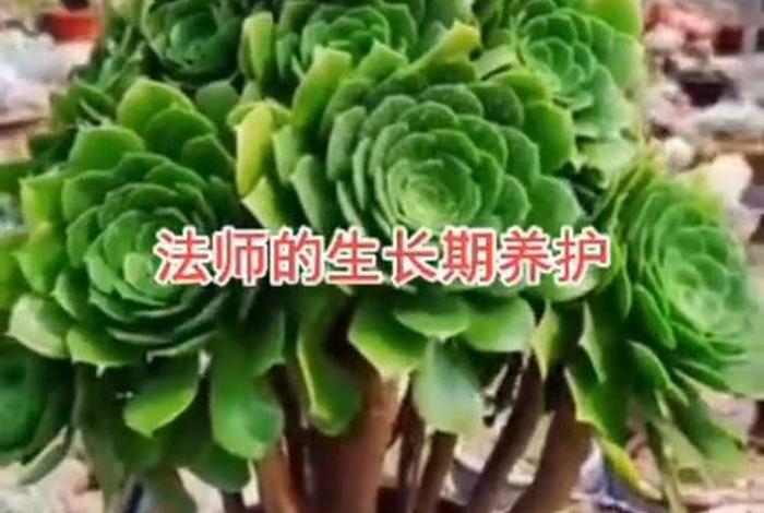 多肉法师新手入门 - 多肉法师如何养出状态
