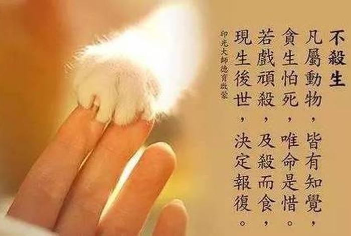 佛教中关于善的说法（佛教关于善良）