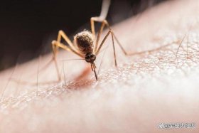 佛说蚊子咬人因缘 - 佛教蚊子咬打死蚊子算杀生吗