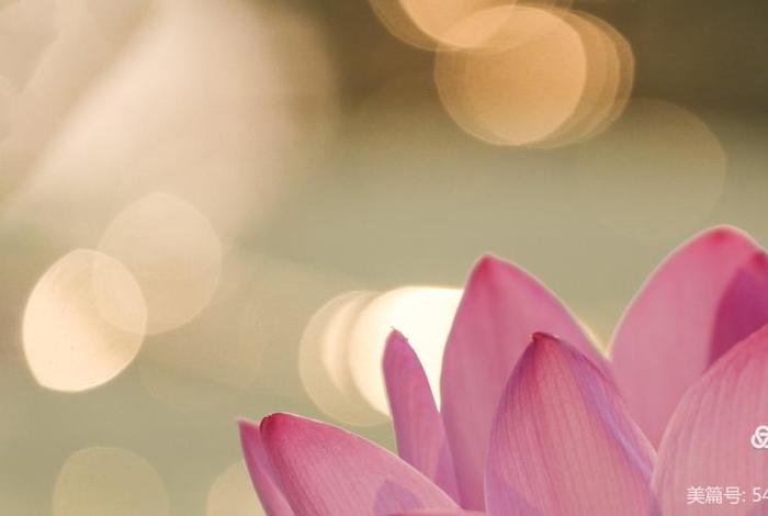 佛教莲花图片 壁纸 禅意 佛教莲花图片头像