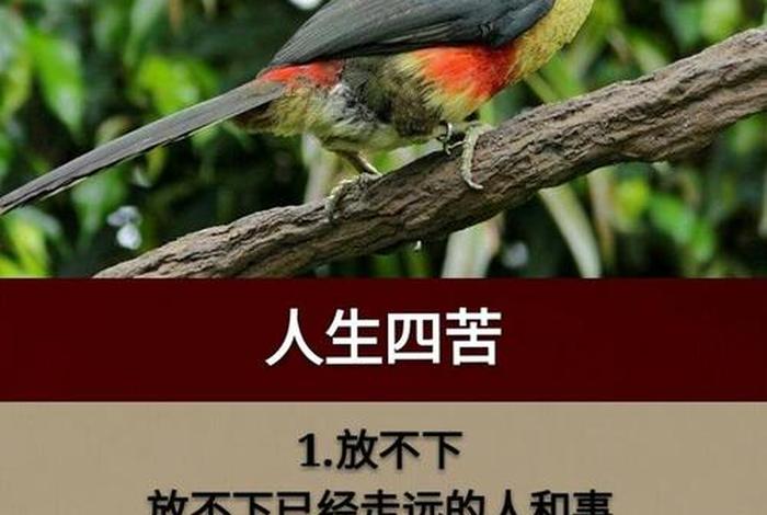 佛说人生四苦是哪四苦（佛曰人生有四苦）
